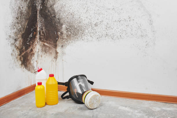 Office Mold Removal Services in Campbelltown, PA