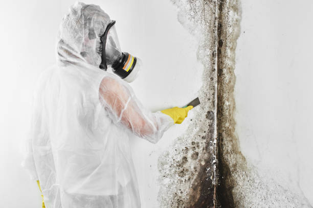 Best Affordable Mold Removal  in Campbelltown, PA