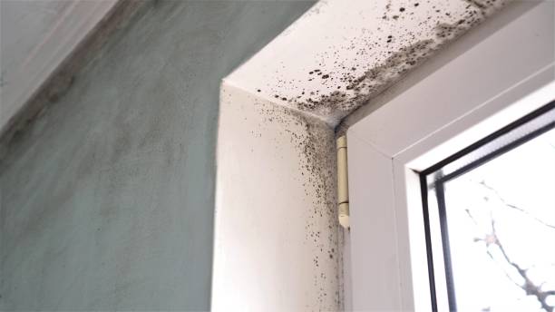 Mold Removal and Inspection in Campbelltown, PA