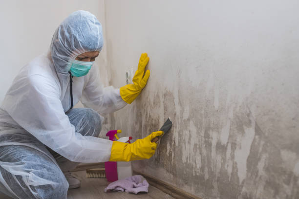Best Home Mold Removal  in Campbelltown, PA