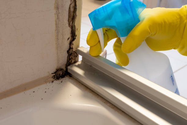 Best Best Mold Removal Companies  in Campbelltown, PA