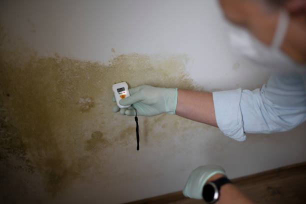 Best Attic Mold Removal  in Campbelltown, PA