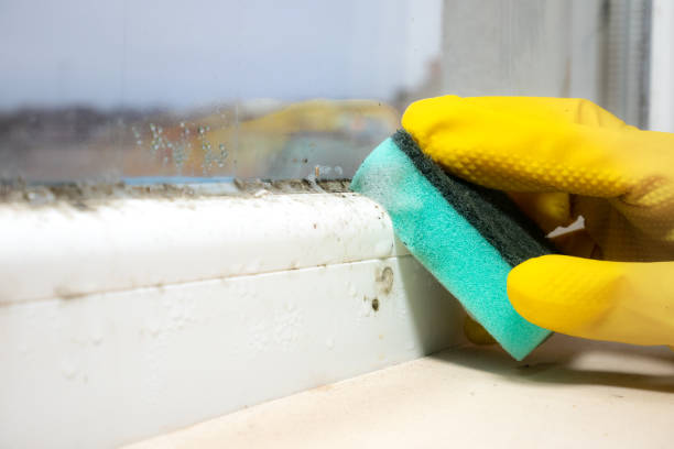 Professional Mold Removal in Campbelltown, PA