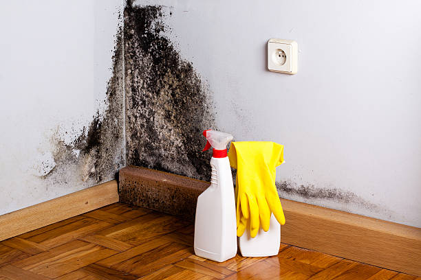 Best Mold Remediation Experts  in Campbelltown, PA