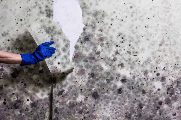 Best Toxic Mold Removal  in Campbelltown, PA