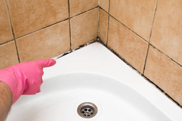 Mold Testing and Removal in Campbelltown, PA