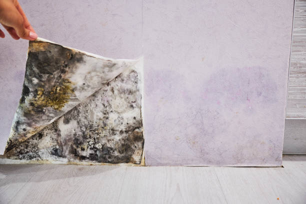 Best Mold Remediation  in Campbelltown, PA